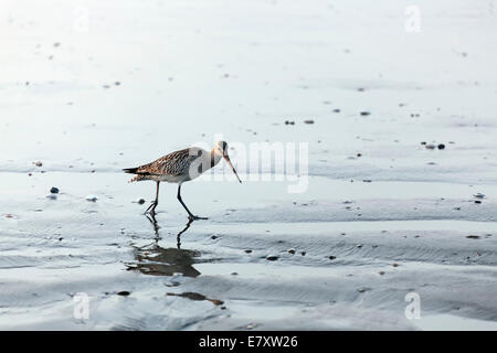 Grünschenkel (Tringa Nebularia) am Strand, Al-Batinah Provinz, Oman, Arabische Halbinsel Stockfoto