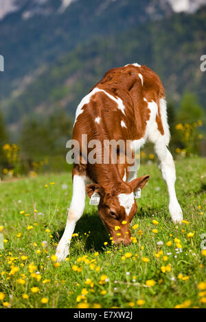 Red Holstein Rind, Kalb Weiden auf einer Blumenwiese, Nord-Tirol, Österreich Stockfoto