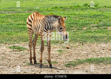Zebra Fohlen, Zebra (Equus Quagga), Ngorongoro Crater, Tansania Stockfoto