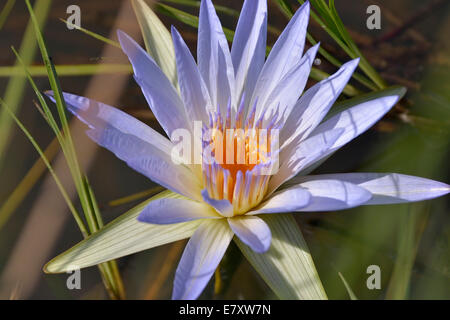 Blau ägyptischen Wasserlilie oder Heilige Blaue Lilie (Nymphaea Caerulea), South Luangwa Nationalpark, Luangwa-Tal, Sambia Stockfoto