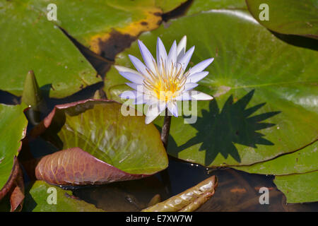 Blau ägyptischen Wasserlilie oder Heilige Blaue Lilie (Nymphaea Caerulea), South Luangwa Nationalpark, Luangwa-Tal, Sambia Stockfoto