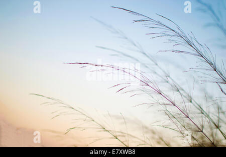 blühende Cane Closeup mit Pastell farbigen Hintergrund Stockfoto