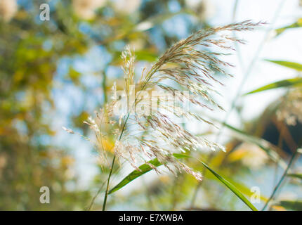 blühende Cane Closeup mit Pastell farbigen Hintergrund Stockfoto