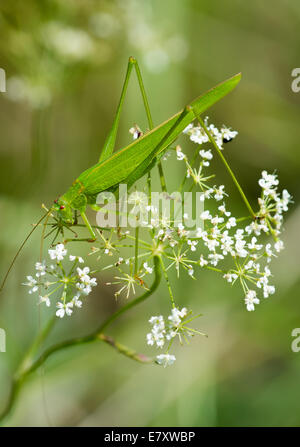 Große Grüne Grasshopper Sitzt Auf Pflanze Stockfoto