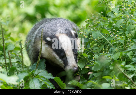 Europäischer Dachs (Meles Meles), in Gefangenschaft, Deutschland Stockfoto