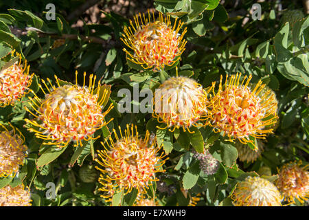 Das Protea Blütenstände (Leucospermum Conocarpodendron X glabrum), Cloeseup, Kirstenbosch Botanischer Garten, Cape Town, South Afric Stockfoto