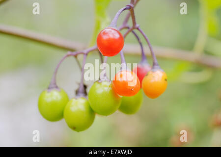 Solanum dulcamara, Woody Nightshade oder Bittersweet Beeren, Wales, Großbritannien. Stockfoto