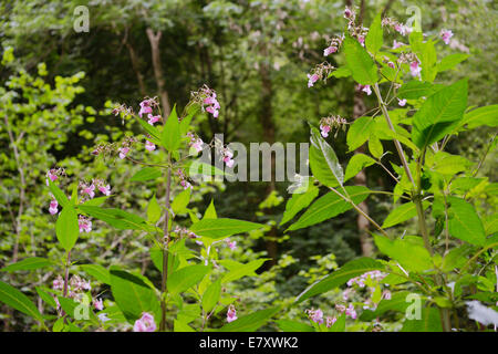 Drüsige Springkraut, Impatiens Glandulifera, invasive eingeführt nicht heimische Pflanze, Wales, UK.