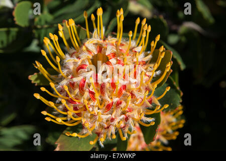 Das Protea Blütenstand (Leucospermum Conocarpodendron X glabrum), Cloeseup, Kirstenbosch Botanical Garden, Kapstadt, Südafrika Stockfoto