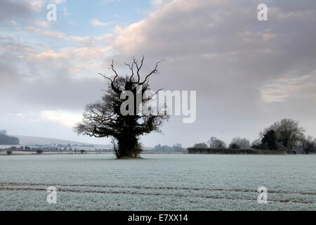 Die Umrisse einer Eiche in der Nähe des Dorfes südlich Newton in Wiltshire inmitten frosty Felder eingestellt. Stockfoto