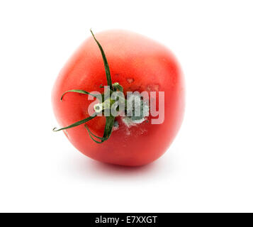 Rotten alte Tomate mit Mehltau isoliert auf weißem Hintergrund Stockfoto