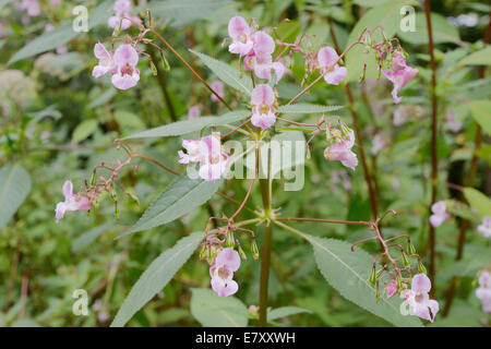 Drüsige Springkraut, Impatiens Glandulifera, invasive eingeführt nicht heimische Pflanze, Wales, UK.