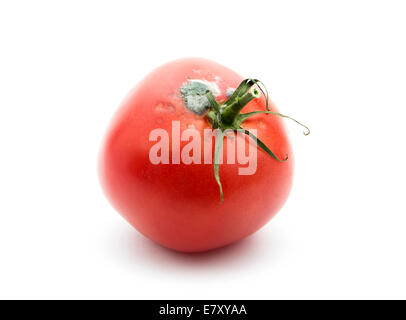 Rotten alte Tomate mit Mehltau isoliert auf weißem Hintergrund Stockfoto