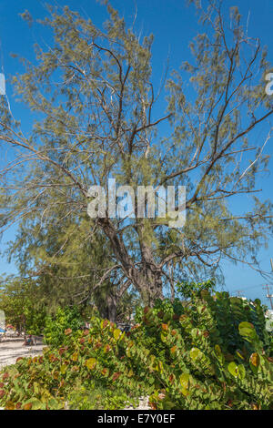 Casuarina Baum, Rockley Beach, Barbados, West Indies Stockfoto