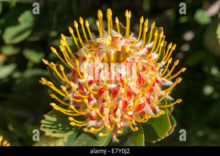 Das Protea Blütenstand (Leucospermum Conocarpodendron X glabrum), Cloeseup, Kirstenbosch Botanical Garden, Kapstadt, Südafrika Stockfoto