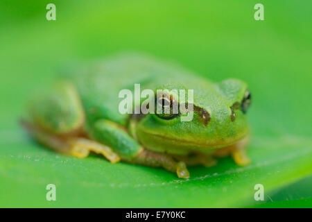 Frosch auf einem Blatt Stockfoto