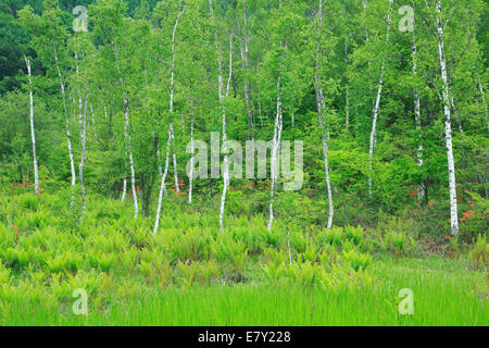 Präfektur Nagano, Japan Stockfoto