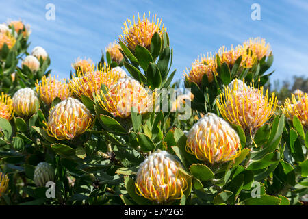 Das Protea Blütenstand (Leucospermum Conocarpodendron X glabrum), Cloeseup, Kirstenbosch Botanical Garden, Kapstadt, Südafrika Stockfoto