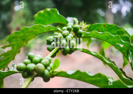 Grüne Kaffeebohnen in einer Plantage in Ghana, Afrika, in der Nähe von der ivorischen Grenze Stockfoto