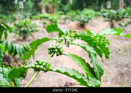 Grüne Kaffeebohnen in einer Plantage in Ghana, Afrika, in der Nähe von der ivorischen Grenze Stockfoto