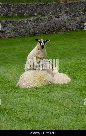 2 niedliche Lämmer und geduldige Mutter. 1 nosy Lamm stehen auf der Rückseite der Mutter, in die Kamera starrt, 1 durch Ihre Seite liegend - Yorkshire Dales Feld, England, UK.