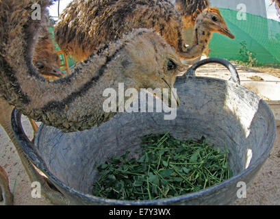 Strauß, gesehen in einem Bauernhof in der Insel von Mallorca, Spanien Stockfoto