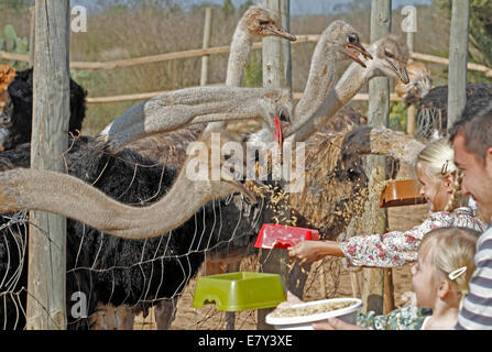 Strauß, gesehen in einem Bauernhof in der Insel von Mallorca, Spanien Stockfoto