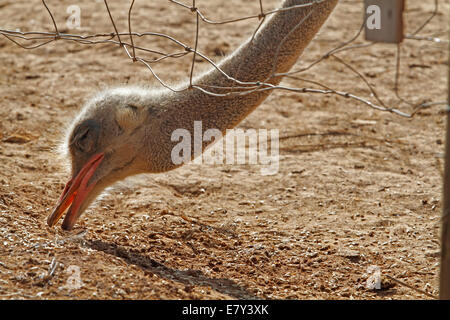 Strauß, gesehen in einem Bauernhof in der Insel von Mallorca, Spanien Stockfoto