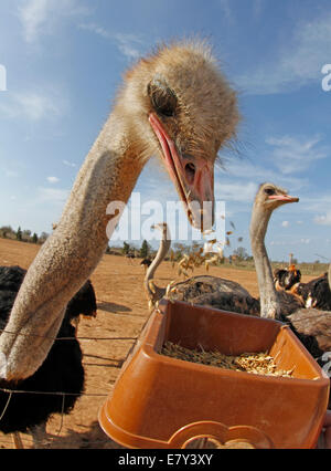Strauß, gesehen in einem Bauernhof in der Insel von Mallorca, Spanien Stockfoto