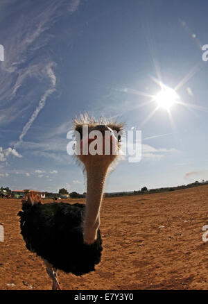 Strauß, gesehen in einem Bauernhof in der Insel von Mallorca, Spanien Stockfoto
