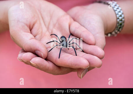 Dame mit einer Spinne in ihren Händen Stockfoto