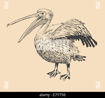 Original Tuschezeichnung von Pelikan mit offenen Schnabel Stockfoto
