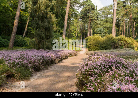 Sand Weg durch Heide Gegend in einem Wald in Holland Stockfoto