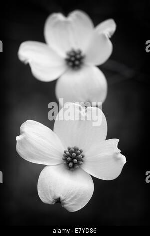 Zwei Hartriegel Blumen in schwarz und weiß Stockfoto