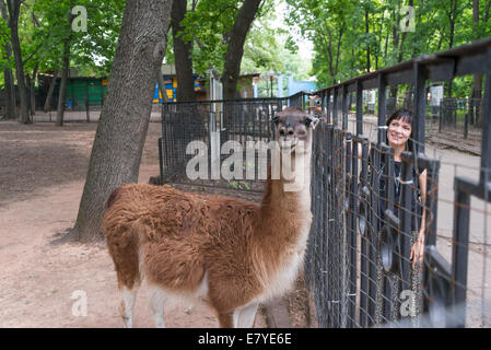 Ein Mädchen, die gerade einer Lamas in einem zoo Stockfoto