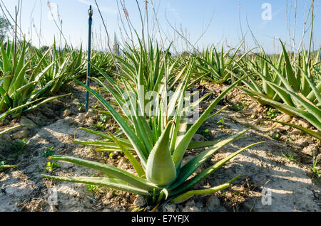 Malerische Aussicht auf die Ernte von Aloe-Vera-Pflanzen zurück in Ferne, Thailand. Stockfoto