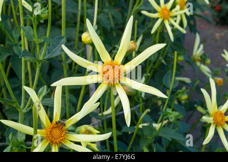 Gelbe Blumen Dahlie Closeup, Sterne mit acht Blütenblättern geformt. Stockfoto