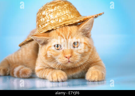 Süße rote Kätzchen tragen Strohhut auf blauem Hintergrund Stockfoto