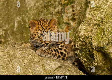 Extrem seltene Amur Leopard Cub (Panthera Pardus Orientalis) Verlegung auf Felsen Stockfoto