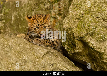 Extrem seltene Amur Leopard Cub (Panthera Pardus Orientalis) Verlegung auf Felsen Stockfoto