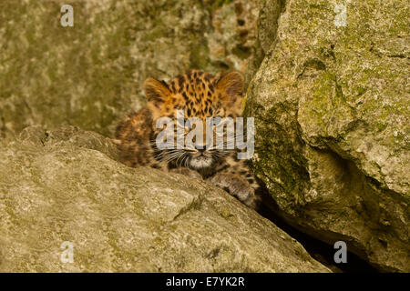 Extrem seltene Amur Leopard Cub (Panthera Pardus Orientalis) Verlegung auf Felsen Stockfoto