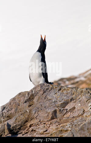 Ein Gentoo Penguin (Pygoscelis Papua) lassen einen Aufruf an einem steinigen Strand in der Antarktis Stockfoto