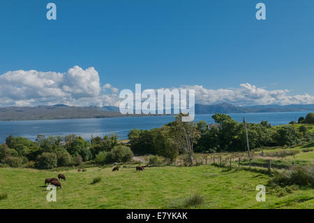 Soay-Schafe (Ovis Aries) im Feld sehr freuen über den Sound von Graupel Knoydart aus nr Armadale Isle Of Skye Highland Scotland UK Stockfoto