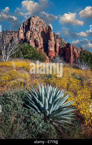 Blühende Wildblumen besetzen einen Hang auf Brins Mesa in der Nähe von Sedona, Arizona. Stockfoto