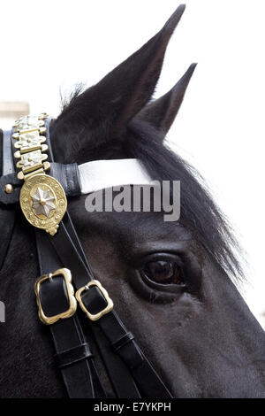 Nahaufnahme des Kopfes eines der Wachposten an der Horseguards Parade in London England Königinnen-Pferde Stockfoto