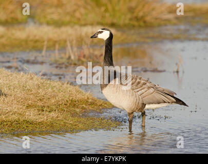 Nonnengans Branta Leucopsis im Wasser stehen. Stockfoto