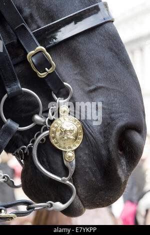 Nahaufnahme des Kopfes eines der Wachposten an der Horseguards Parade in London England Königinnen-Pferde Stockfoto