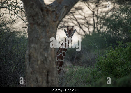 Giraffe im nördlichen Rangelands Trust Sarara Conservancy im Norden Kenias.   (Foto von Ami Vitale) Stockfoto
