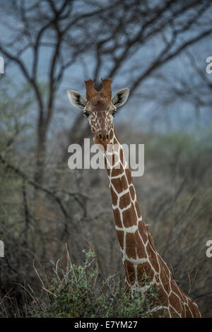 Giraffe im nördlichen Rangelands Trust Sarara Conservancy im Norden Kenias.   (Foto von Ami Vitale) Stockfoto