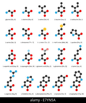 Aminosäuren, chemische Strukturen: Glycin, Alanin, Valin, Leucin, Isoleucin, Serin, Threonin, Cystein, Methionin, Thyon Stockfoto